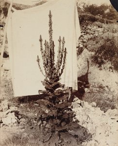 Mullein i blomst av Eugène Atget