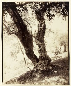 Olivier, Nice, ca. 1900 av Eugène Atget