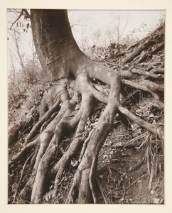 Saint-Cloud av Eugène Atget