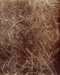 Hvete av Eugène Atget