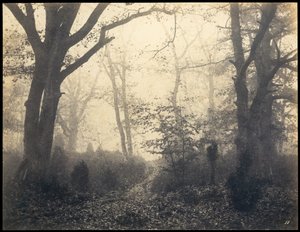 Fontainebleau. Skog ved Barbizon, ca 1860.