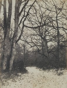 [Fontainebleau-skogen], ca. 1860. av Eugène Cuvelier