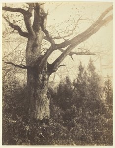 Uten tittel [tre], ca. 1860.