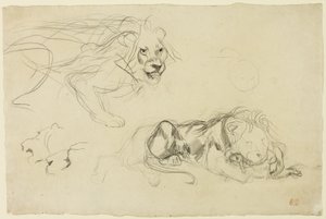 Studier av Lions av Eugène Delacroix