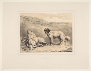 Tre hunder Ulike dyr (serietittel) Etudes d