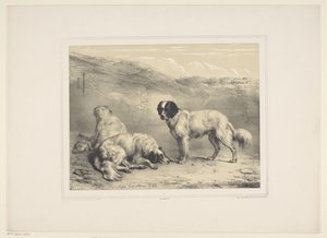 tørre honden Diverse tamme dieren (serietittel) Tretten husdyr og innfødte dyr (serietittel)
