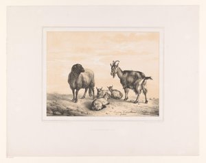 Sau, geit og tre unge geiter Ulike dyr (serietittel) Etudes d