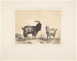 To geiter Ulike dyr (serietittel) Animal Studies (serietittel)