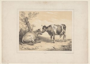 Twee koeien Diverse tamme dieren (serietittel) Tretten emner av husdyr og innfødte dyr (serietittel)