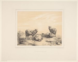 Fire sauer Ulike dyr (serietittel) Animal Studies (serietittel)