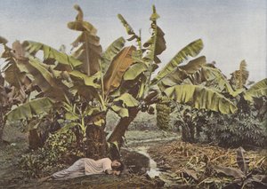 Banan og kassava av European Photographer
