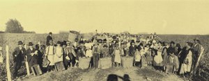 Druehøst i vingårdene i Vina Lontue, Santiago, Chile (s/hvitt-bilde) av European Photographer