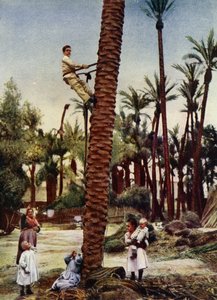 Palmelundene i Elche (bilde) av European Photographer
