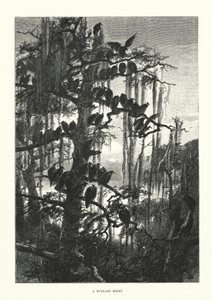 En musvåkehøne (gravering) av European School