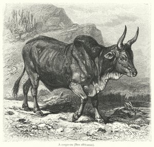 En sanga-okse, Bos africanus (gravering) av European School