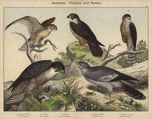 Accipitres, Falcons og Hawks av European School