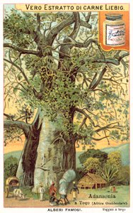 Adansonia-tre i Togo (chromolitho) av European School