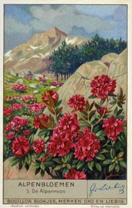 Alpenrose (Rhododendron ferrugineum) (chromolitho) av European School
