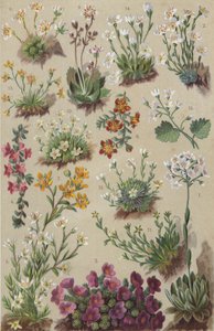 Alpeflora (chromolitho) av European School
