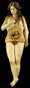 Anatomisk modell av en eggstokkgraviditet av European School