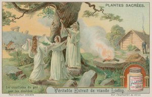 Gamle druider som samler misteltein av European School