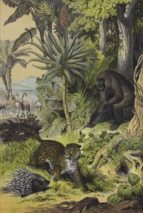 Dyr og planter fra Ekvatorial-Guinea (farge litho) av European School