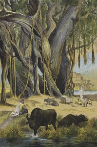 Dyr og planter i India (farge litho) av European School