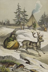 Dyr og planter i Lappland (farge litho) av European School