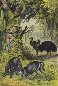 Dyr og planter i Sør-Asia (farge litho) av European School