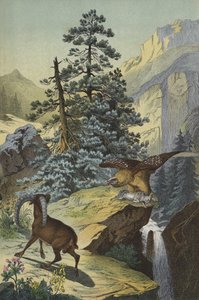 Dyr og planter i Alpene (farge litho) av European School