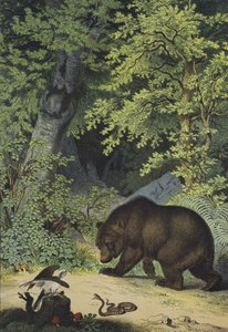 Dyr og planter i løvskogene i Sentral-Europa (farge litho) av European School