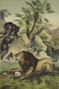 Dyr og planter i fjellskogene i kystnære Vest-Afrika (farge litho) av European School