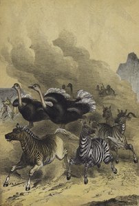 Dyr i Sør-Afrika (farge litho) av European School