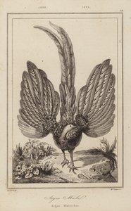 Argus Malel, Argus Maennchen av European School