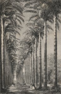 Aveny med palmer i den botaniske hagen i Rio-De-Janeiro (gravering) av European School