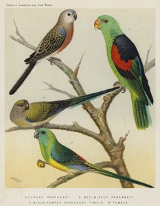 Bourkes Parrakeet, Red-Winged Parrakeet, Blodrumped Parrakeet, Hann, Hun (farge litho) av European School