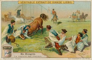 Å fange en hest av European School