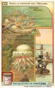 Cassiopeia og Stephalia (chromolitho) av European School