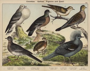 Columbae, Gallinae, Pigeons and Quail (farge litho) av European School