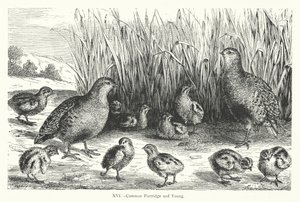 Common Partridge and Young (gravering) av European School