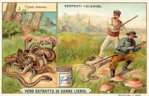 Vanlig huggorm (chromolitho) av European School
