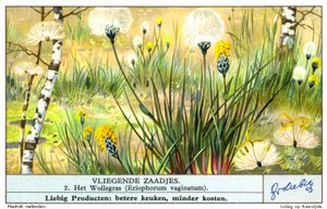 Bollgress (Eriophorum vaginatum) (chromolitho) av European School