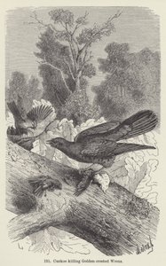 Gjøk dreper Gylden-crested Wrens (gravering) av European School