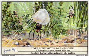Dykkerklokkeedderkopp (Argyroneta aquatica) (chromolitho) av European School