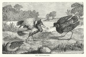 Duell mellom Ruffs (gravering) av European School