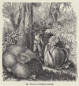 Blomster av Rafflesia Arnoldi (gravering) av European School