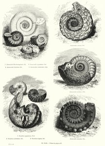 Fossiler av ammonitter og nautilus (litho) av European School
