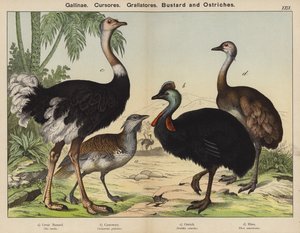 Låveløpere, Grallatorer, Bustard og Strutser (farge litho) av European School