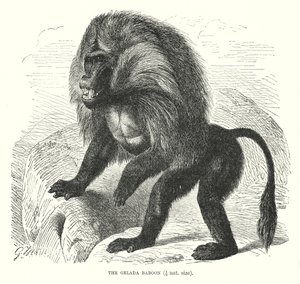 Gelada-bavian (gravering) av European School