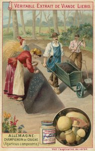 Tyskland: marksopp (Agaricus campestris) av European School